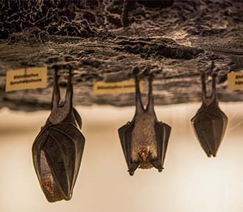 Museum of the caves of Sare - Bats