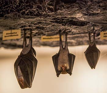 Musée des grottes de Sare - Chauves-souris