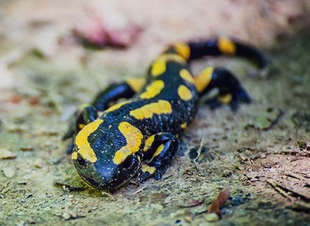 Salamandre